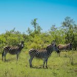 Criteo - Krugerpark, Swaziland & Zululand
